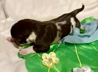 Sarafina, a female Great Dane for sale in San Angelo, TX – Photo 3 of 3