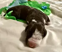 Sarafina, a female Great Dane for sale in San Angelo, TX – Photo 2 of 3