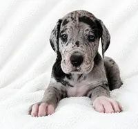 Orkid , a female Great Dane for sale in San Angelo, TX – 3 of 10