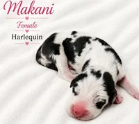 Makani , a female Great Dane for sale in San Angelo, TX – 1 of 2