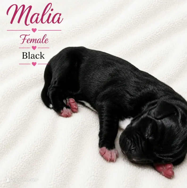 Malia  – Great Dane puppy for sale in San Angelo, TX