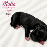 Malia , a female Great Dane for sale in San Angelo, TX – 1 of 2