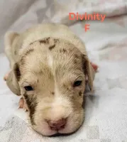 Divinity, a female Great Dane for sale in San Angelo, TX – Photo 4 of 6