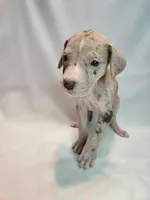 Divinity, a female Great Dane for sale in San Angelo, TX – Photo 3 of 6