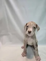 Divinity, a female Great Dane for sale in San Angelo, TX – Photo 2 of 6