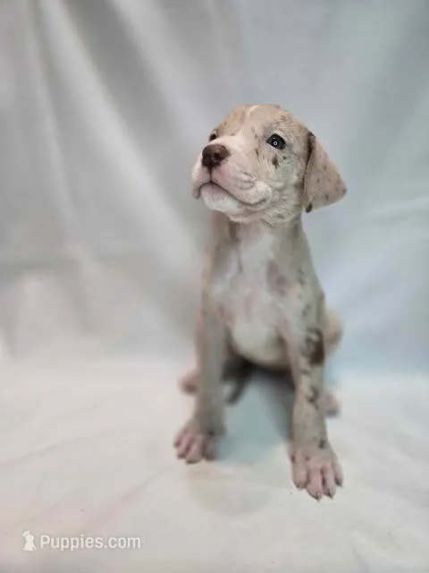 Divinity, a female Great Dane for sale in San Angelo, TX – Photo 1 of 6