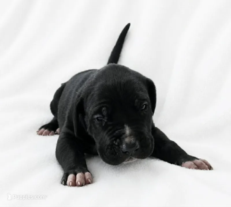 Cass – Great Dane puppy for sale in San Angelo, TX