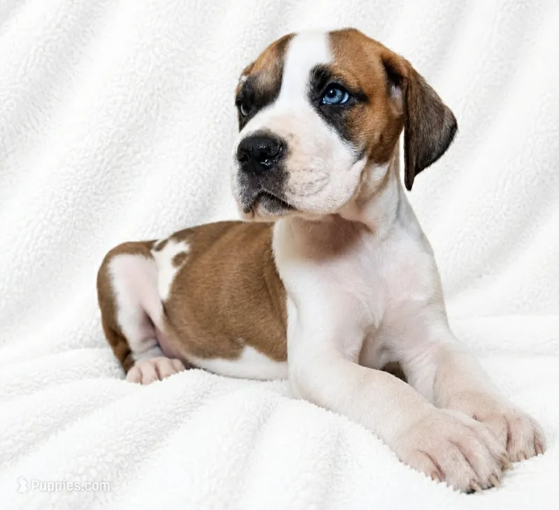 Pepin  – Great Dane puppy for sale in San Angelo, TX