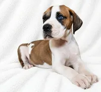 Pepin , a female Great Dane for sale in San Angelo, TX – 1 of 8