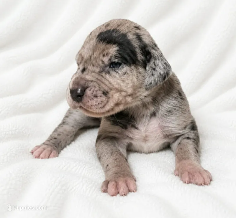 Orkid  – Great Dane puppy for sale in San Angelo, TX