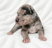 Orkid , a female Great Dane for sale in San Angelo, TX – 8 of 10