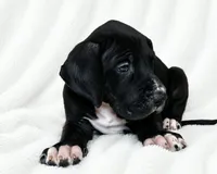 Cass, a male Great Dane for sale in San Angelo, TX – 2 of 9