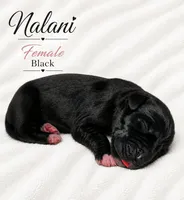 Nalani , a female Great Dane for sale in San Angelo, TX – 2 of 2