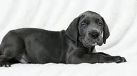 Carver, a female Great Dane for sale in San Angelo, TX – 3 of 9