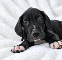 Cass, a male Great Dane for sale in San Angelo, TX – 3 of 9