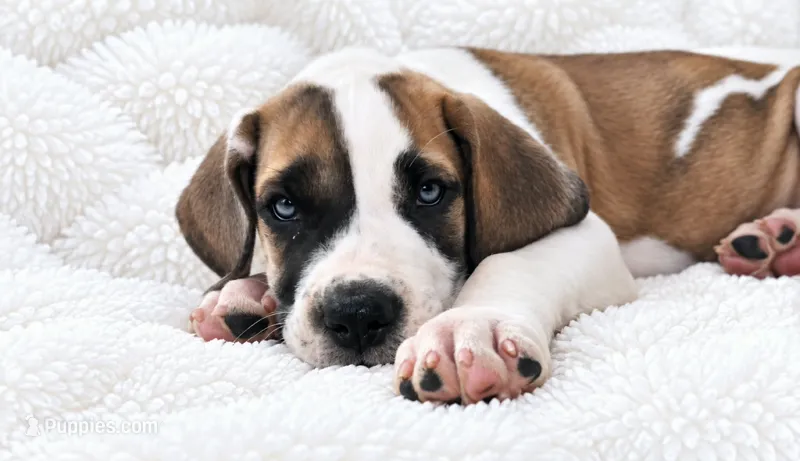 Pepin  – Great Dane puppy for sale in San Angelo, TX