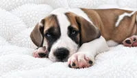 Pepin , a female Great Dane for sale in San Angelo, TX – 1 of 10