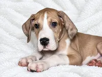 Teno, a male Great Dane for sale in San Angelo, TX – 3 of 9