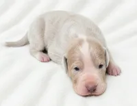 Wilkie, a male Great Dane for sale in San Angelo, TX – 1 of 5