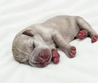 Buzzle, a male Great Dane for sale in San Angelo, TX – 1 of 3