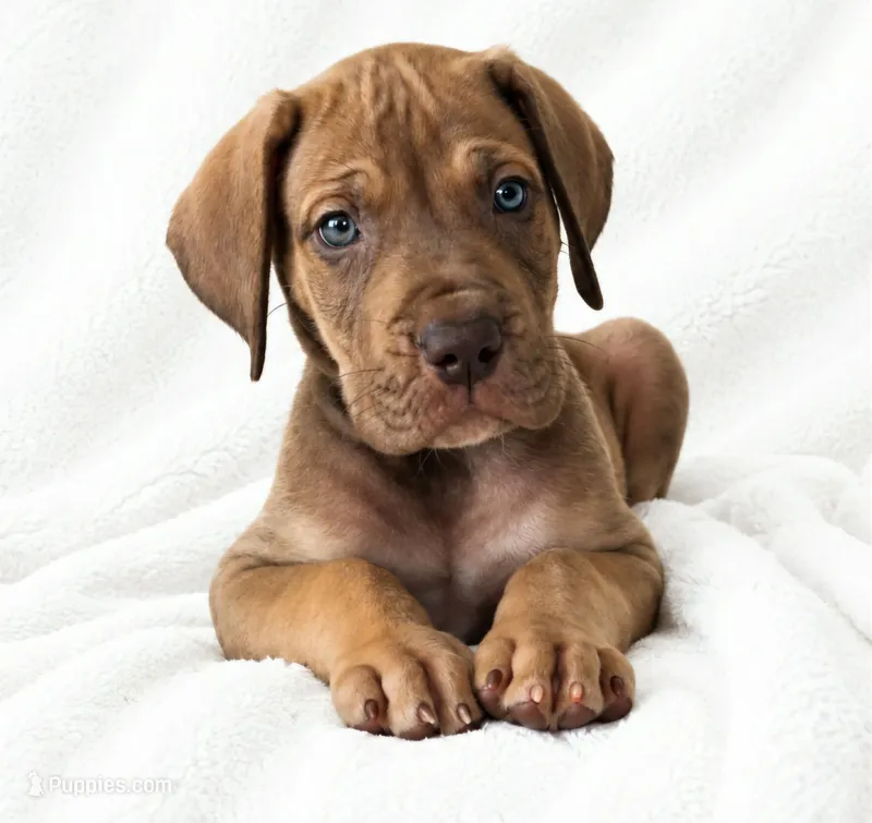 Takara  – Great Dane puppy for sale in San Angelo, TX