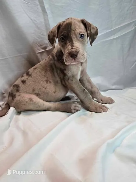 Truffle, a male Great Dane for sale in San Angelo, TX – Photo 1 of 6