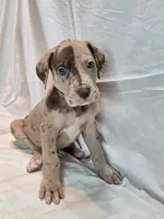 Truffle, a male Great Dane for sale in San Angelo, TX – Photo 4 of 6