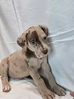 Truffle, a male Great Dane for sale in San Angelo, TX – Photo 3 of 6