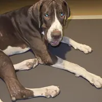 Cannoli, a male Great Dane for sale in San Angelo, TX – Photo 3 of 10