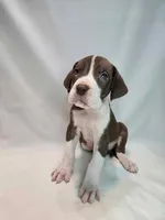 Cannoli, a male Great Dane for sale in San Angelo, TX – Photo 10 of 10