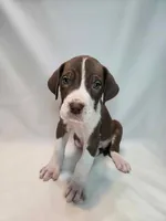 Cannoli, a male Great Dane for sale in San Angelo, TX – Photo 5 of 10