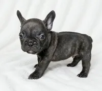 Homer , a male French Bulldog for sale in San Angelo, TX – 2 of 9