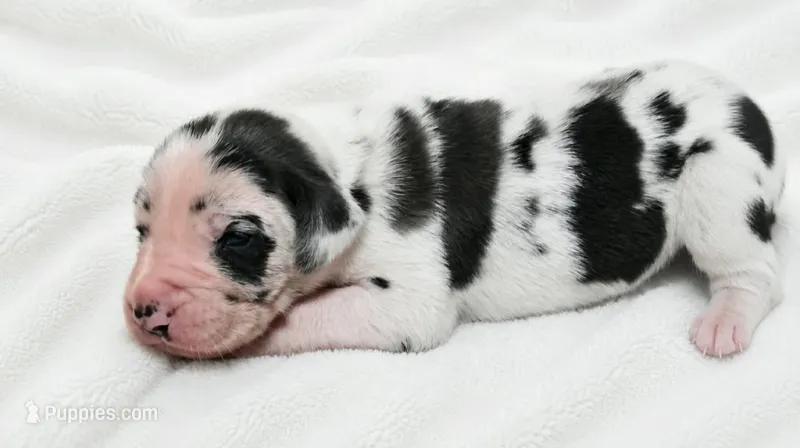 Makani  – Great Dane puppy for sale in San Angelo, TX