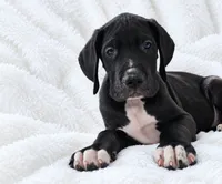 Cass, a male Great Dane for sale in San Angelo, TX – 2 of 9