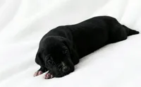 Cass, a male Great Dane for sale in San Angelo, TX – 6 of 9