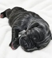 Carver, a female Great Dane for sale in San Angelo, TX – 3 of 3