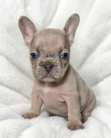 Valdez , a male French Bulldog for sale in San Angelo, TX – 3 of 7