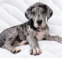 Orkid , a female Great Dane for sale in San Angelo, TX – 5 of 10