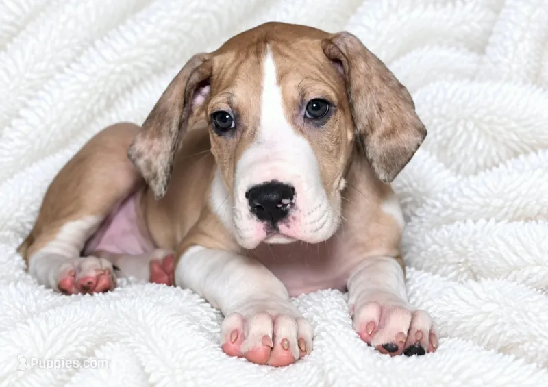 Teno – Great Dane puppy for sale in San Angelo, TX