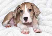 Teno, a male Great Dane for sale in San Angelo, TX – 1 of 9