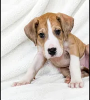 Teno, a male Great Dane for sale in San Angelo, TX – 4 of 9