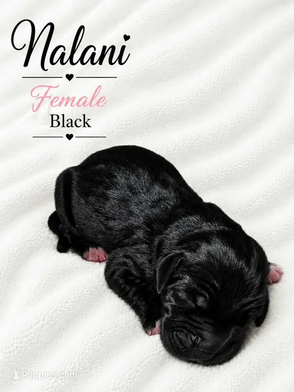 Nalani  – Great Dane puppy for sale in San Angelo, TX