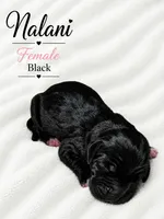 Nalani , a female Great Dane for sale in San Angelo, TX – 1 of 2