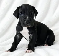 Cass, a male Great Dane for sale in San Angelo, TX – 5 of 9