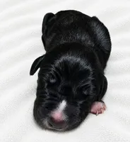 Cass, a male Great Dane for sale in San Angelo, TX – 2 of 3