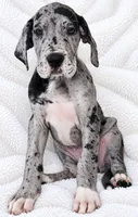 Orkid , a female Great Dane for sale in San Angelo, TX – 3 of 10