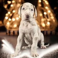 Simba, a male Great Dane for sale in San Angelo, TX – Photo 8 of 8