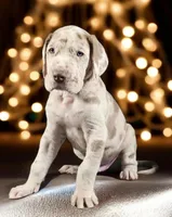 Simba, a male Great Dane for sale in San Angelo, TX – Photo 7 of 8