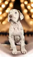 Simba, a male Great Dane for sale in San Angelo, TX – Photo 6 of 8