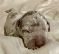 Simba, a male Great Dane for sale in San Angelo, TX – Photo 3 of 8